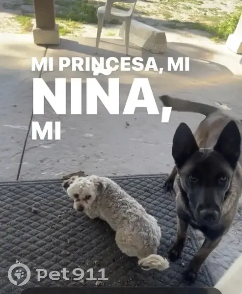 Lost Belgian Malinois - Help Find Bella! - photo