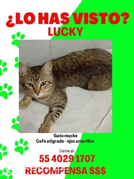 Se busca: Gato atigrado perdido en Neza - photo