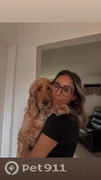 Lost Dog: Tan/Brown, Shy & Anxious - photo