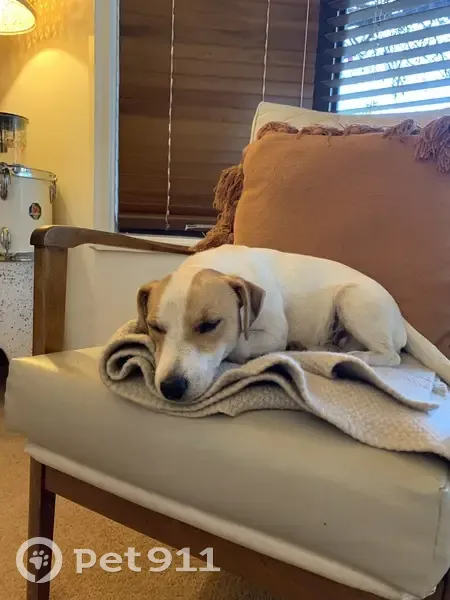 Lost Jack Russell: Help Find Boris! - photo