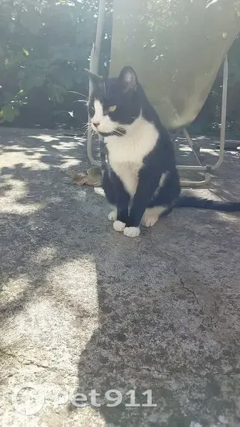 Chat noir et blanc disparu à Monclar - photo