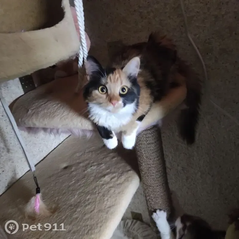 Зникла кішка з особливими прикметами в Звенигородці - photo