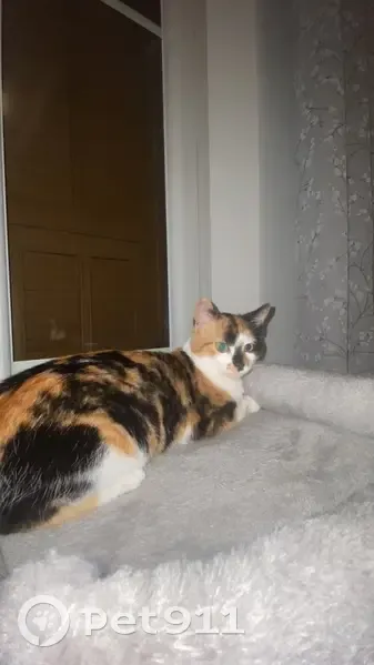 Chat disparu à Nice : tache noire sur museau - photo