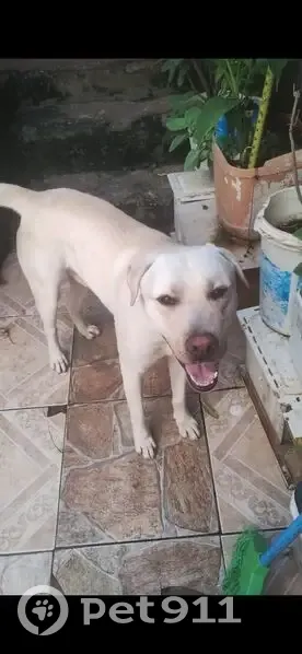 Cachorro encontrado - photo