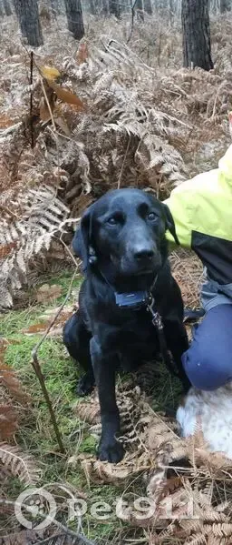 Labrador noir craintif perdu à Prée-d'Anjou - photo