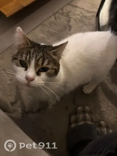 Chatte blanche disparue à Bandol - photo