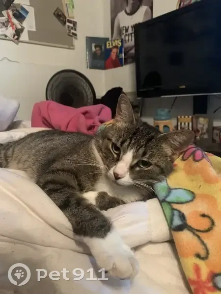 Lost Tabby Tobi: Help Us Find Her! - photo