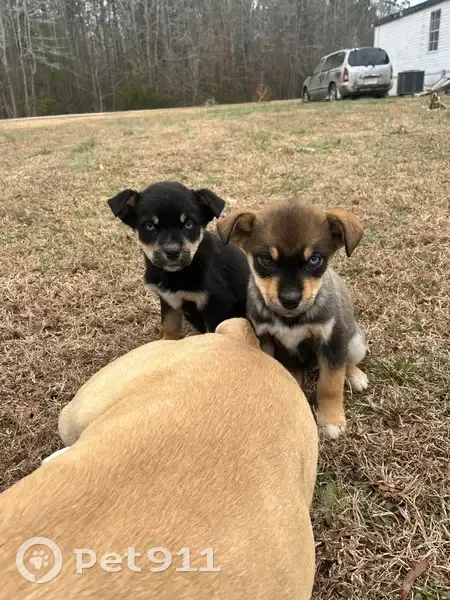 Lost Dogs: Unique Eyes, Rock Road Area - photo
