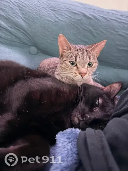 Lost Cat: Golden Eyes & Unique Necklaces - photo