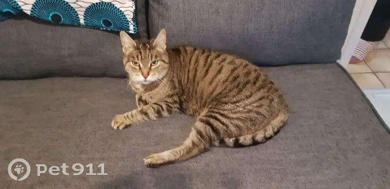 Chat tigré trouvé à Groslay, en quête d'aide - photo