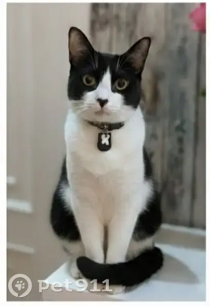 ¡Gata Perdida en Mejorada del Campo! - photo