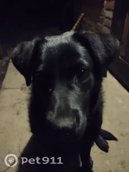 Зникла чорна лабрадорка Ірма в Михайлівці - photo