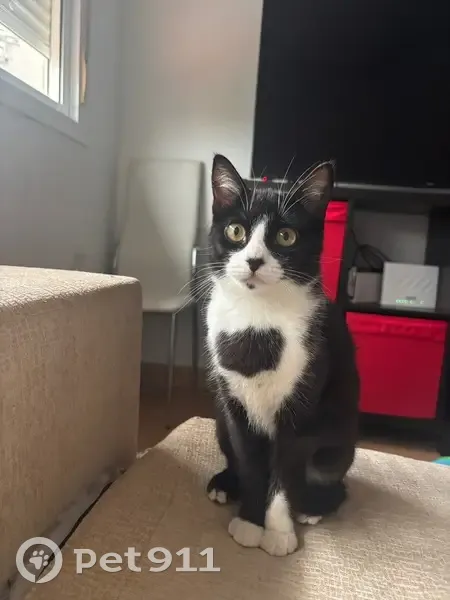 Se busca: Gatita Blanca y Negra Perdida en Jerez - photo