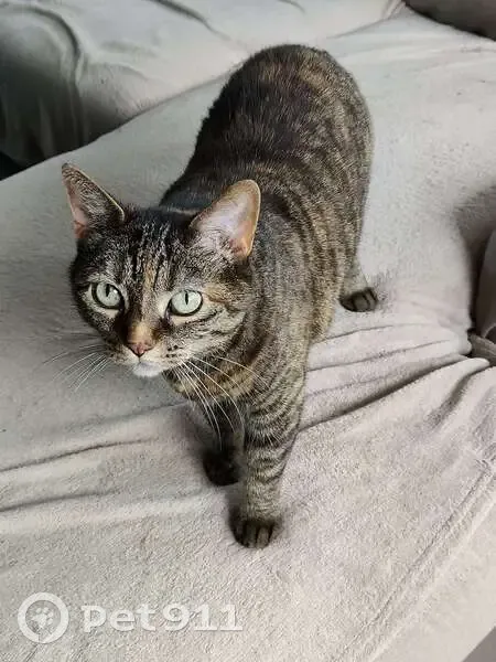 Chat européen 14 ans perdu à Nantes - photo