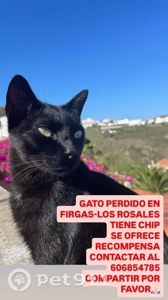 ¡Gato negro perdido en Pantaleón Quevedo! - photo