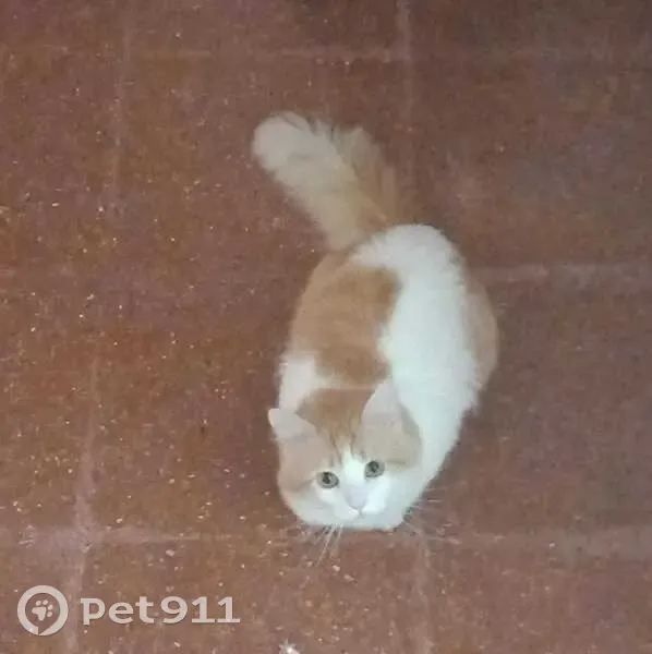 ¡Gato Perdido en Gijón: Blanco y Naranja! - photo