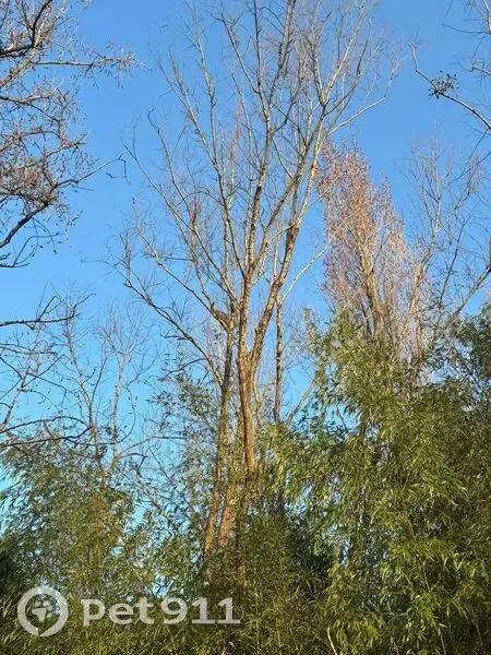 Chaton tigré coincé dans un arbre à Gradignan - photo