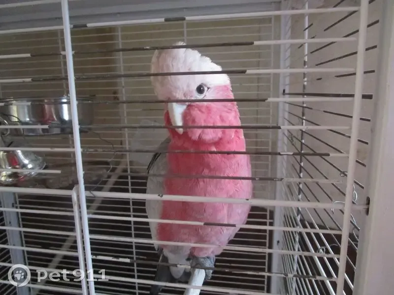 Perdu : oiseau bagué à La Force - photo