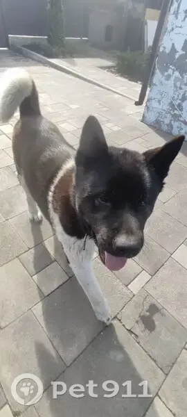 Зник чорний пес Оскар на проспекті Мазепи - photo