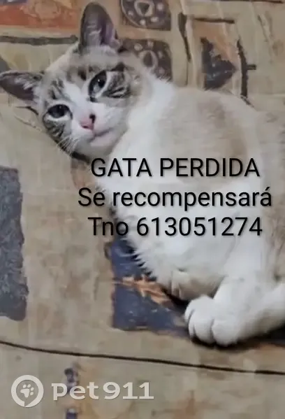 Se Busca: Gata Siamesa Perdida en Burgos - photo