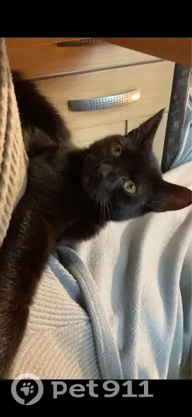 Lost Black Cat: Panfield Rd, Wythenshawe - photo