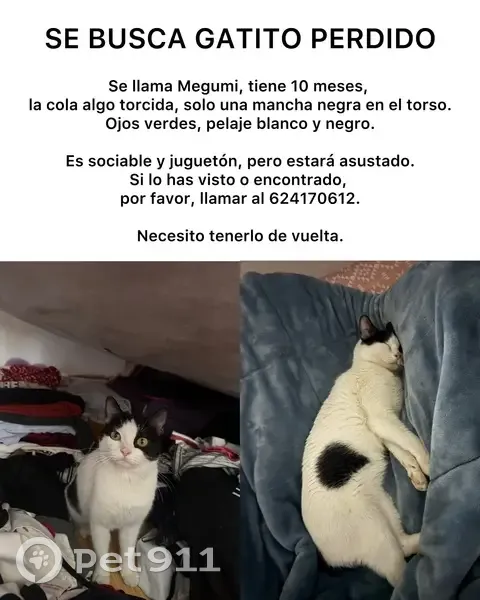 Gatito Blanco y Negro Perdido en Madrid - photo