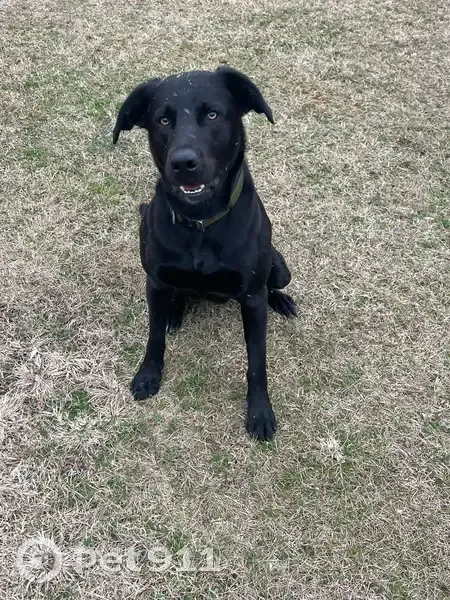 Help Find Nelly: Black Lab with Green Eyes - photo