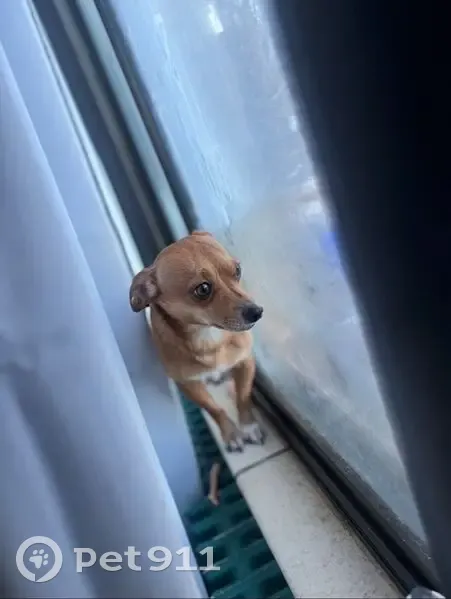 Lost Chihuahua Paco: Help Find Him! - photo