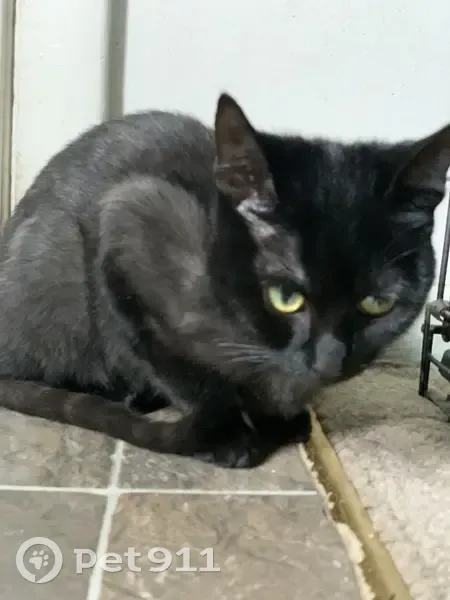 Lost Black Cat: Friendly but Feisty, Tory Estates - photo