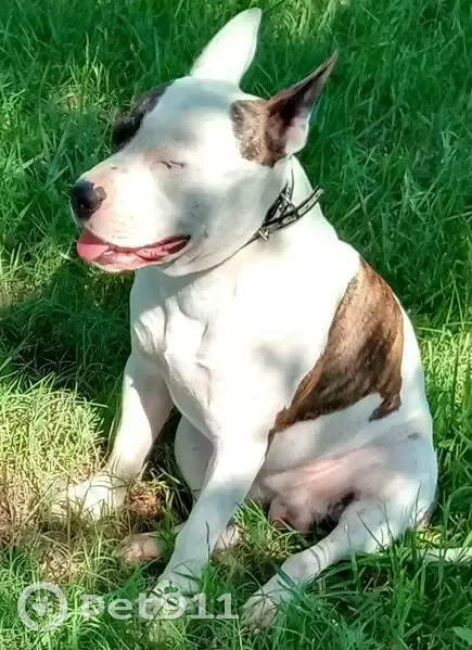 Missing Energetic Pit with Unique Markings - photo