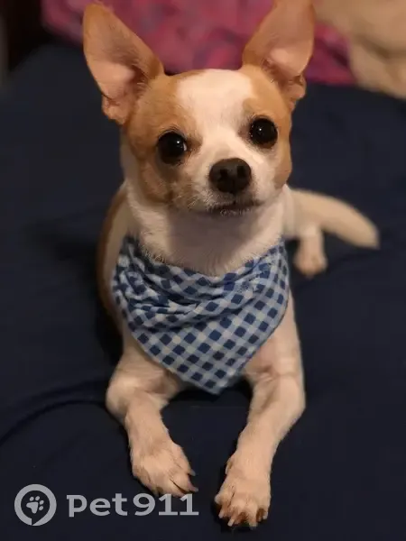 Shy, Sweet Dog Missing in Oakland Park - photo