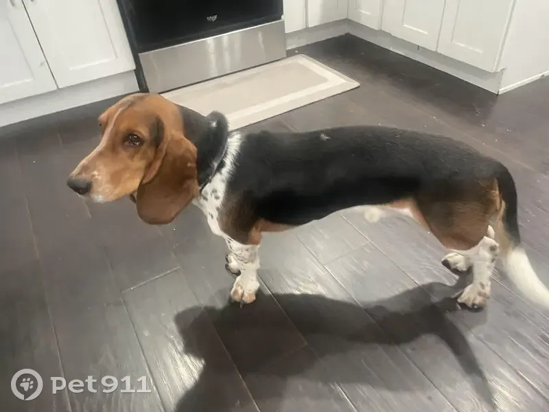 Friendly Bassett Hound Missing in West Chicago - photo