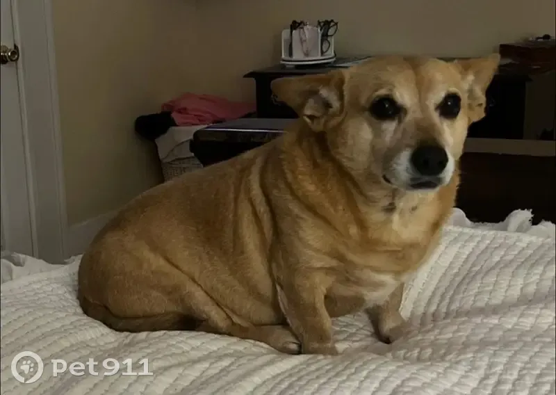 Missing Corgi Mix: Caramel Brown Alert! - photo