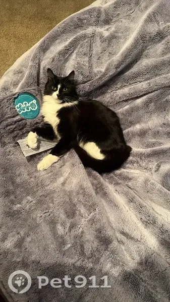 Help Find Chunk: Lost Cat in Beachwood - photo