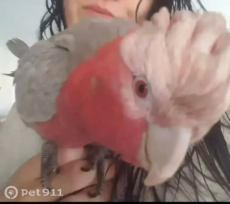 Lost Pink Galah Frankie in Casey City - photo