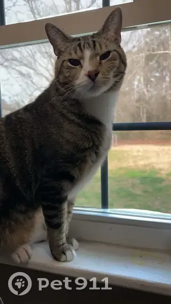 Lost Grey Tabby: White Paws & Face Mark - photo