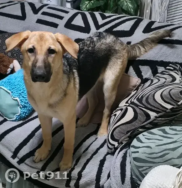 Lost 5-Month Black & Tan Shepherd - Miller Ave - photo