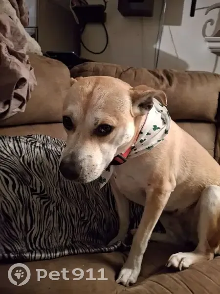 Lost: Sweet Lettie, Vocal Service Dog - photo