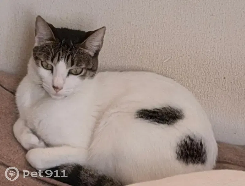 Gata Blanca con Manchas Perdida en Mérida - photo