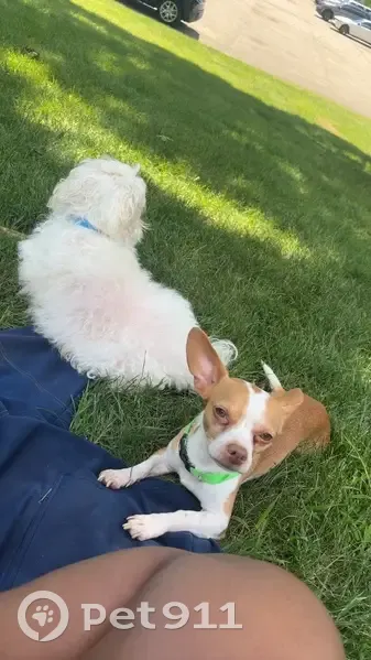 Friendly Lost Dog: Ann St, Elgin - photo