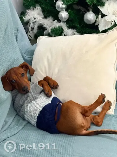 Perro Perdido: Cachorro con Collar Marrón - photo