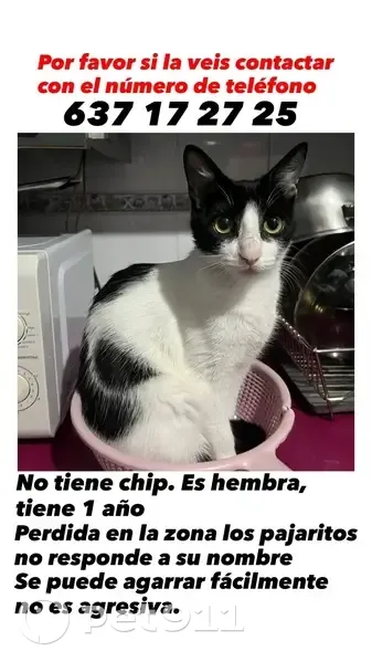 Gata Perdida en Sevilla: Ayúdanos a Encontrarla - photo