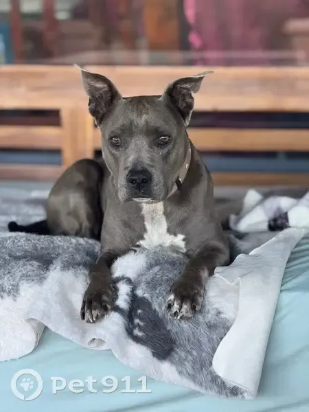 Lost Blue Staffy: Smokey in Gwydir - photo