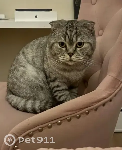 Lost Scottish Fold Cat in Farmingdale - photo
