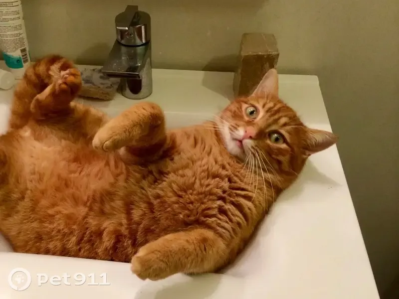 Chat tigré roux disparu, très sociable - photo
