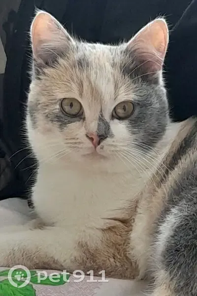 Зникла кішка з сірими плямами на носі - photo