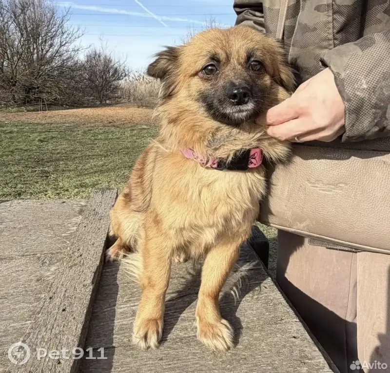 Lost Dog Found: Red Coat, Black Snout - photo