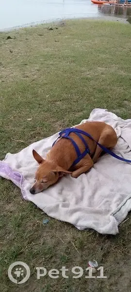 Cachorro perdido - photo