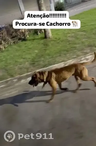 Cachorro perdido - photo