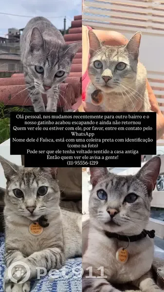 Gato desaparecido - photo